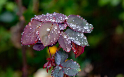 La politique des petits pas du régénératif : Comment avancer avec pragmatisme ?