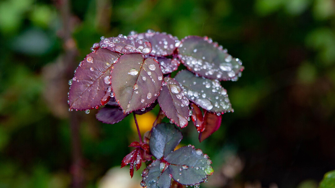 La politique des petits pas du régénératif : Comment avancer avec pragmatisme ?